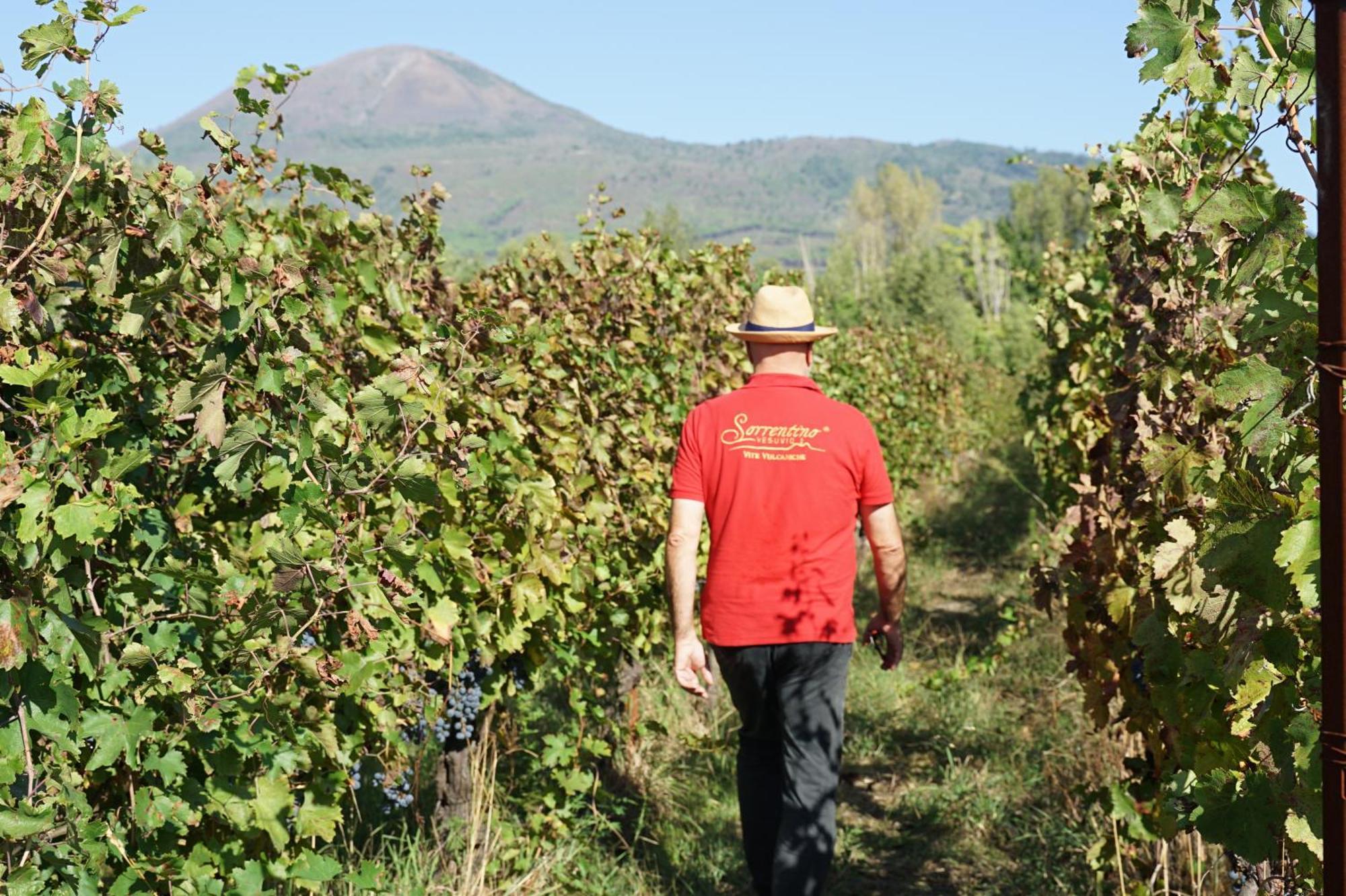 Vesuvio Inn Bed & Wine Experience Boscotrecase Exterior foto